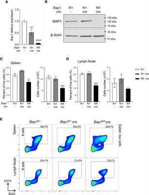 Regulation of B Lymphocyte Development by Histone H2A Deubiquitinase BAP1